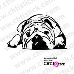 STICKER BULLDOG